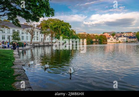 Stavanger, Norwegen - 14 2022. August: Blick auf den Breiavatnet-See am Abend, mit Schwanen. Stockfoto