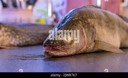 Zander Flussfisch Süßwasser Hecht Barsch Fisch aus nächster Nähe Stockfoto