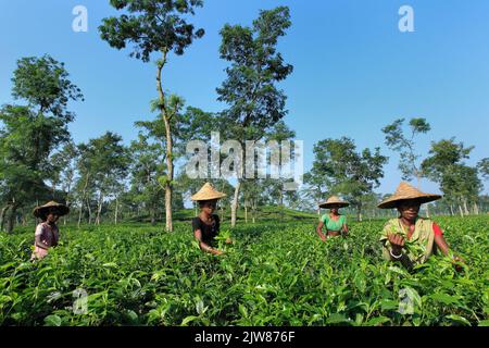 JAFLONG, BANGLADESCH – 25. Mai 2021: Teepflücker ernten Teeblätter in einer Teeplantage in Jaflong, einer Bergstation in der Division of Sylhet. Stockfoto