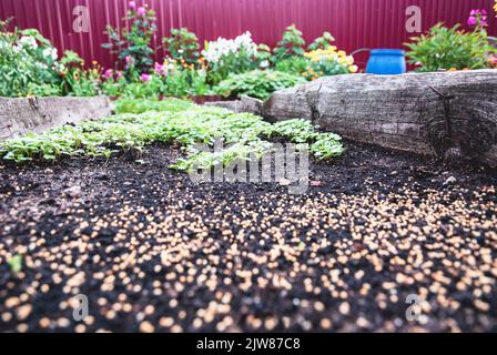 Gartenbeet im Herbst, weiße Senfpflanzen wachsen als Gründünger und Dünger, Sinapis Alba Samen auf dem Boden Stockfoto