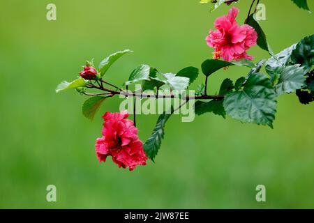Stock Photo - Eine rote Hibiskusblüte in voller Blüte in einem Garten in Dhaka, Bangladesch, 23.. Juni 2019. Stockfoto