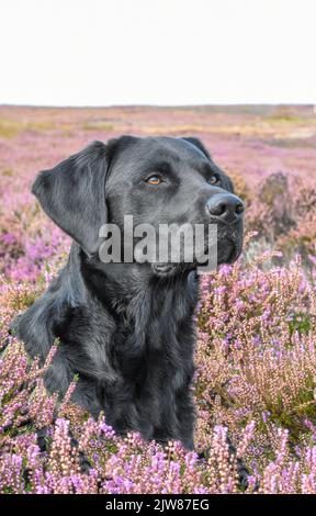 Schwarzer Labrador Retriever in Moorheide. Canis lupus Stockfoto