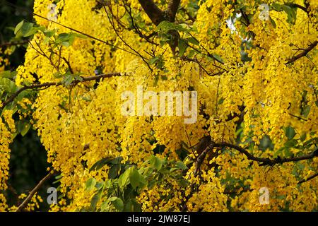 Stock Photo - Gelbe Blüte der Cassia-Fistel (oder Golden Shower Tree) blüht in der Sommersaison. Dhaka, Bangladesch Stockfoto