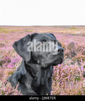 Schwarzer Labrador Retriever in Moorheide. Canis lupus Stockfoto