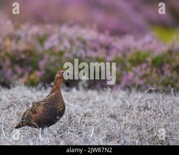 Männlicher Rothuhn in Moorheide, North York Moors. Lagopus lagopus Stockfoto