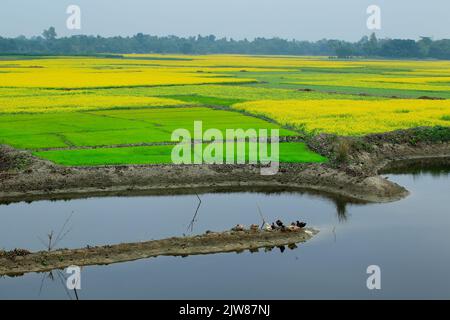 Stock Photo Reis- und Senffelder in der Nähe von Naogaon, Bangladesch Stockfoto