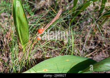 Wilde Beere von oranger Farbe auf unscharfem Hintergrund von dünnem grünem Gras Stockfoto