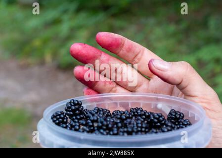 Hand einer Frau mittleren Alters, die auf unscharfem Hintergrund aus Waldgrün reife Waldbrombeere pflückt Stockfoto