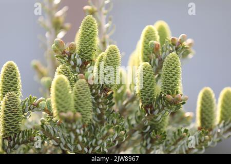 Im Freien grünes Naturmuster von Kiefernästen Stockfoto