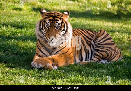 Porträt eines Königlich-bengalischen Tigers, der die Kamera anstarrt. National Animal of Bangladesh Stockfoto