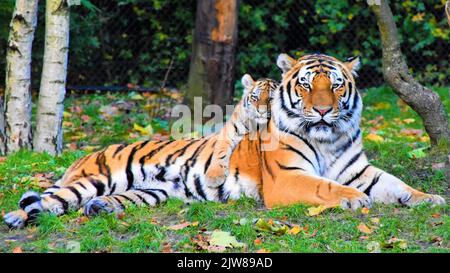 Porträt eines Königlich-bengalischen Tigers mit dem kleinen Tiger, der wach ist und die Kamera anstarrt. National Animal of Bangladesh Stockfoto