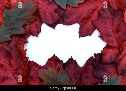 Zusammensetzung aus hellen mehrfarbigen trockenen Eichenblättern auf weißem Hintergrund. Stockfoto