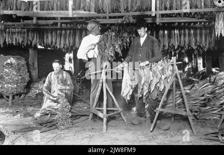 Bild des Trocknens von Tabakblättern in einem Tabakschuppen am Utrechtse Heuvelrug. Stockfoto