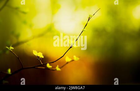 An einem sonnigen Frühlingstag wachsen an den dünnen Zweigen einer Linde junge grüne Blätter. Die Natur wird im frühen Frühjahr zum Leben erweckt. Stockfoto