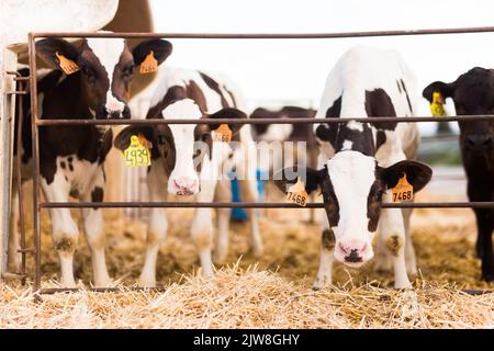 Schwarze und weiße Kälber im Stall auf dem Bauernhof Stockfoto
