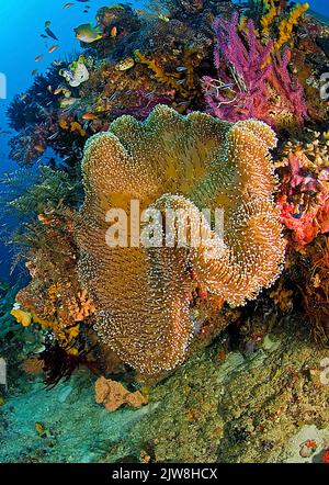 Pilzweichkorallen (Sarcophyton trochelioporum) in einem Korallenriff, Sulawesi, Indonesien, Asien Stockfoto