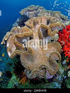 Pilzweichkorallen (Sarcophyton trochelioporum) in einem Korallenriff, Sulawesi, Indonesien, Asien Stockfoto