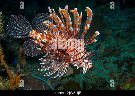 Rotlionfisch oder Rotlionfisch (Pterois volitans), Raja Ampat, Irian Jaya, Indonesien, Pazifischer Ozean, Asien