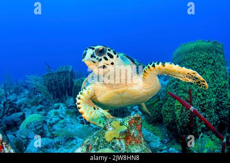 Hawksbill Turtle (Eretmochelys imbricata) in einem karibischen Korallenriff, Statia, St. Eustatius, Karibik. Stockfoto