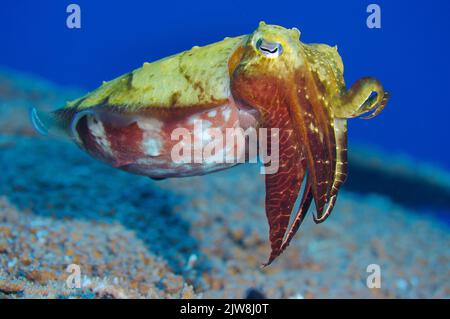 Broadclub-Tintenfisch (Sepia latimanus), Palau, Mikronesien Stockfoto