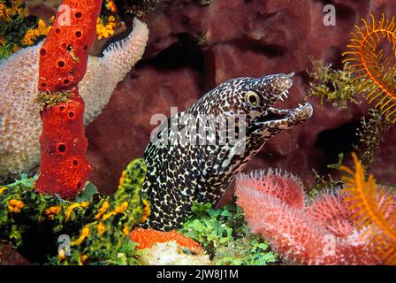 Gefleckte Muräne (Gymnothorax moringa) in einem karibischen Korallenriff, Statia, St. Eustatius, Karibik Stockfoto