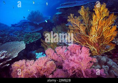 Farbenprächtiges tropivales Korallenriff mit riesigen geknüpften Fächerkorallen (Melithaea ochracea) und Tafelkorallen (Acropora cytherea), Komodo, Indonesien Stockfoto