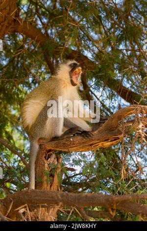 Vervet Monkey (Cercopithecus pygerythrus) gähnend Stockfoto