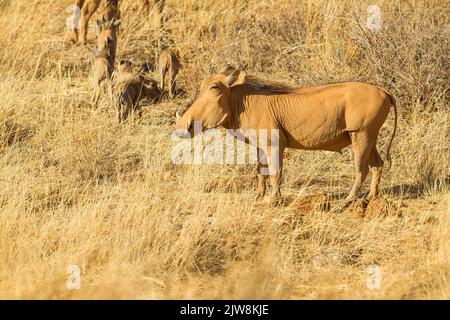 Gemeinsamen Warzenschwein (Phacochoerus Africanus) Stockfoto