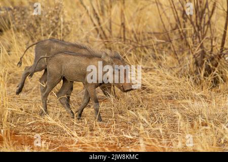 Gewöhnliche Warzenschweine (Phacochoerus africanus) Ferkel Stockfoto