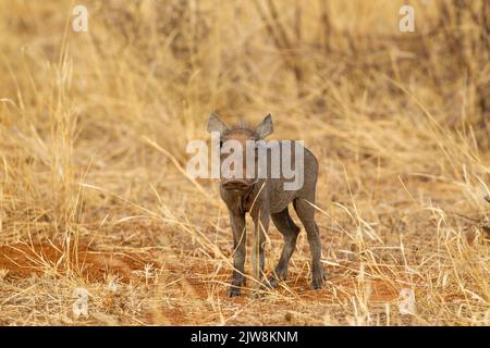 Gemeinsame Warzenschwein (Phacochoerus africanus) Ferkel Stockfoto