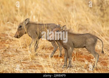 Gewöhnliche Warzenschweine (Phacochoerus africanus) Ferkel Stockfoto