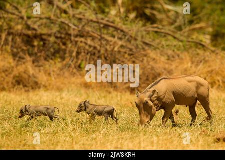 Gewöhnlicher Warthog (Phacochoerus africanus) mit Nachkommen Stockfoto