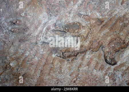 Chirotherium stortonense Fußabdrücke aus Sandstein aus dem Storeton Quarry, Cheshire, England, Großbritannien Stockfoto