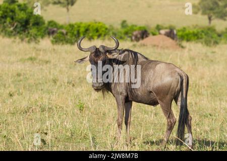 Gnus (Connochaetes Taurinus) Stockfoto