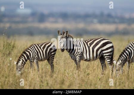 Gemeines Zebra (Equus quagga), Böhmi-Unterart Stockfoto