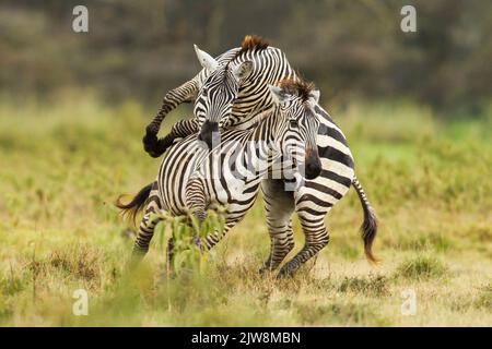 Gemeines Zebra (Equus quagga), Böhmi-Unterart. Die männliche Paarungsöffnung wird vom Weibchen abgelehnt Stockfoto