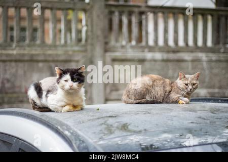 Obdachlose Katzen auf dem Autodach. Wilde Katzen, die im Auto sitzen und die Kamera betrachten. Straßentiere. Dreckiges, obdachloses Haustier. Stadtleben. Heimatlose Tiere auf den Straßen Stockfoto