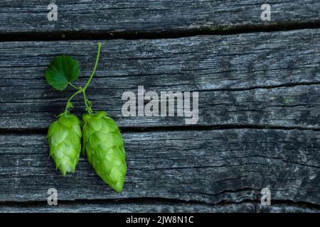 Grüne Hopfenzapfen auf Holztisch. Hopfenzapfen zur Erntezeit. Stockfoto