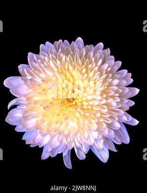 Chrysantheme Blume auf schwarzem Hintergrund Schönheit in der Natur Stockfoto