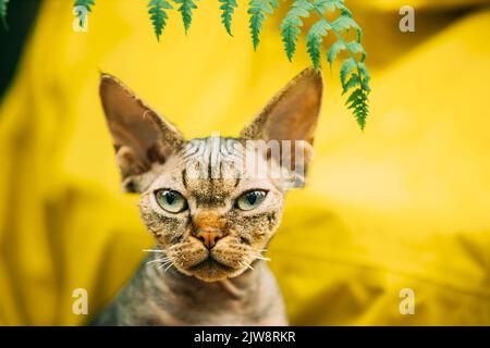 Katzen Portrait Mit Fernblättern. Cute Funny Neugierig Verspielt Schöne Devon Rex Katze Blick Auf Kamera. Devon Rex Katze Mit Dunkelbraunen Tabby Pelz Farbe Stockfoto