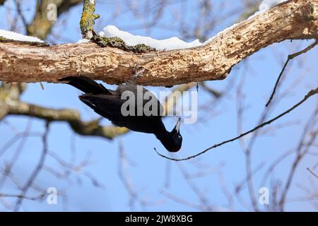 Schwarzer Specht ruht im Winter auf einem Baum (Dryocopus martius) Stockfoto