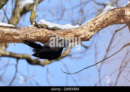 Schwarzer Specht ruht im Winter auf einem Baum (Dryocopus martius) Stockfoto