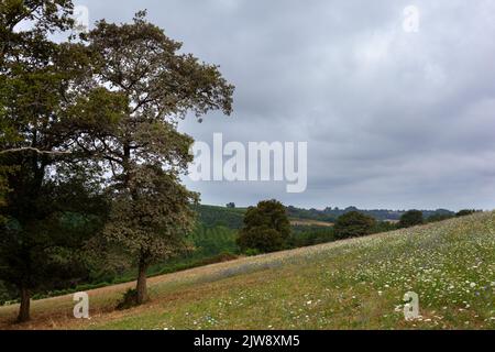 Feld entlang der Chemin du Puy, französische Route des Jakobswegs Stockfoto