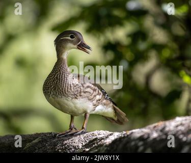 Atemberaubende Aussicht auf eine weibliche Mandarinenente (Aix galericulata) an einer Wand mit Schnabelaufruf, West Yorkshire, England, Großbritannien Stockfoto