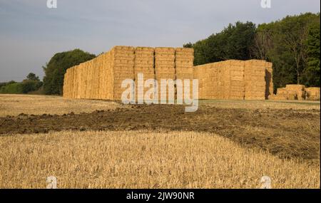 Heuhaufen in Farm Field in der Nähe von Harlow Essex Stockfoto
