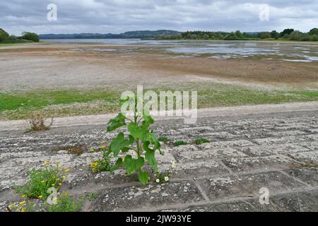 Chew Valley, Großbritannien. 04. September 2022. An einem sehr feuchten Nachmittag zeigt der Chew Valley See, der einmal voll mit Wasser war, jetzt Anzeichen von mangelndem Regenwasser. Bildquelle: Robert Timoney/Alamy Live News Stockfoto