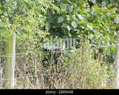 Ein Wiesenpipit, Anthus pratensis, steht auf einem Drahtzahn am Waldrand Stockfoto