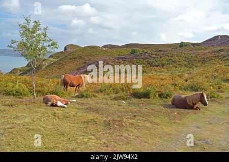 Carneddau Ponys auf dem Conwy Mountain Stockfoto