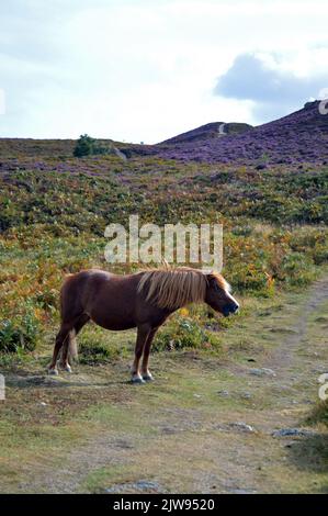 Carneddau-Pony auf dem Conwy-Berg Stockfoto