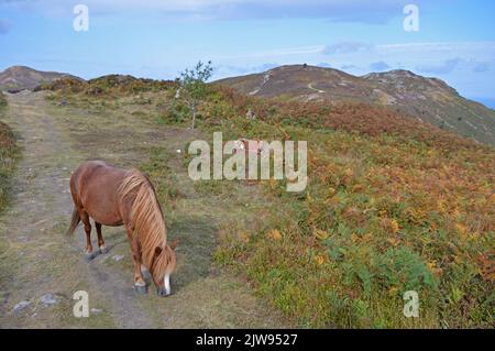 Carneddau Ponys auf dem Conwy Mountain Stockfoto
